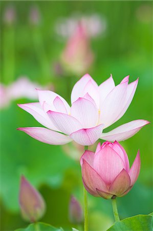 Lotus flower Stock Photo - Premium Royalty-Free, Code: 622-06370106