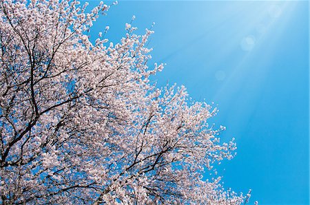 flower on tree light pink - Cherry tree and blue sky Stock Photo - Premium Royalty-Free, Code: 622-06370314