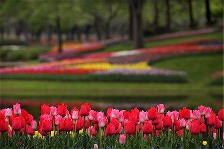 Tulips Stock Photo - Premium Royalty-Free, Code: 622-06370393