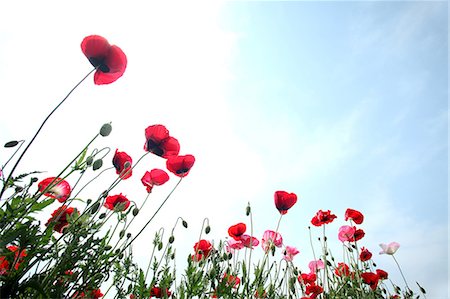 red flowers in the garden - Poppy flowers Stock Photo - Premium Royalty-Free, Code: 622-06370402