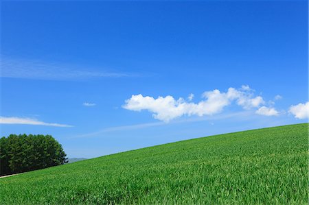 simsearch:622-06842402,k - Wheat field and clouds in Hokkaido Foto de stock - Sin royalties Premium, Código: 622-06370447