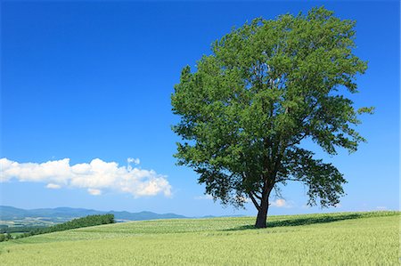 simsearch:622-06842402,k - Rural landscape with one tree, Hokkaido Foto de stock - Sin royalties Premium, Código: 622-06370456