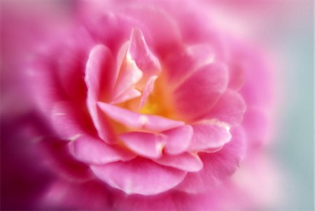 rose scent - Rose Stock Photo - Premium Royalty-Free, Code: 622-06370459