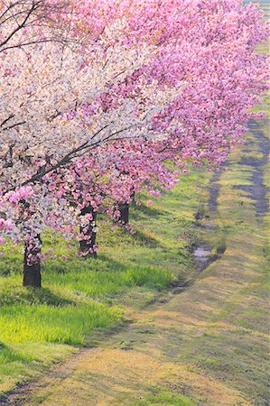 flower on tree light pink - Cherry trees along Koayukai river in Shirataka town, Yamagata Prefecture Stock Photo - Premium Royalty-Free, Code: 622-06370492