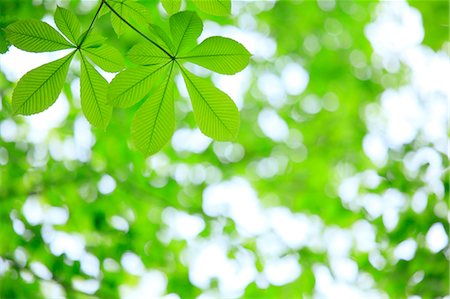 Aesculus young leaves Stock Photo - Premium Royalty-Free, Code: 622-06370503