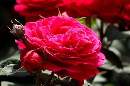 rosal - Red rose garden Foto de stock - Sin royalties Premium, Código: 622-06397957