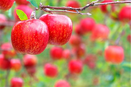 simsearch:622-07519714,k - Apples in Hirosaki, Aomori Prefecture Foto de stock - Sin royalties Premium, Código: 622-06398109