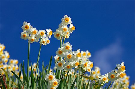 daffodil flower - Narcissus flowers Stock Photo - Premium Royalty-Free, Code: 622-06398144