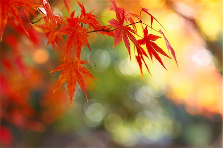 Autumn leaves Stock Photo - Premium Royalty-Free, Code: 622-06398177