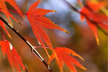 Autumn leaves Stock Photo - Premium Royalty-Free, Code: 622-06398182