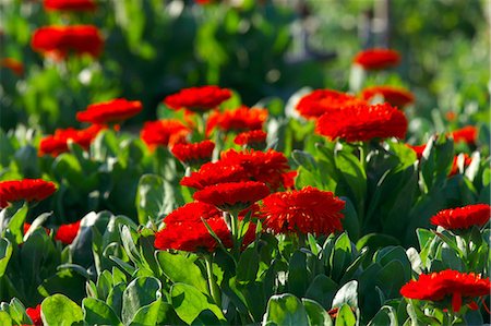 Calendula flower field in Chiba Stock Photo - Premium Royalty-Free, Code: 622-06398206