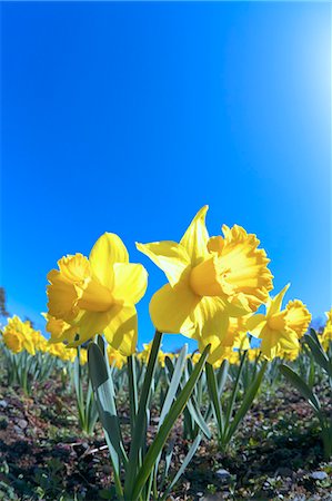 daffodil flower - Fleurs de Narcisse Photographie de stock - Premium Libres de Droits, Code: 622-06398278