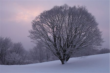 Large maple tree in Yukigesho plateau, Nagano Stock Photo - Premium Royalty-Free, Code: 622-06398341