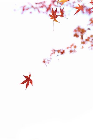 dancing on white background - Autumn leaves Stock Photo - Premium Royalty-Free, Code: 622-06398486
