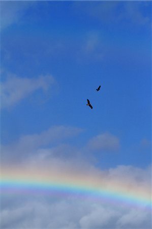 Two birds flying against blue sky and rainbow Stock Photo - Premium Royalty-Free, Code: 622-06439230