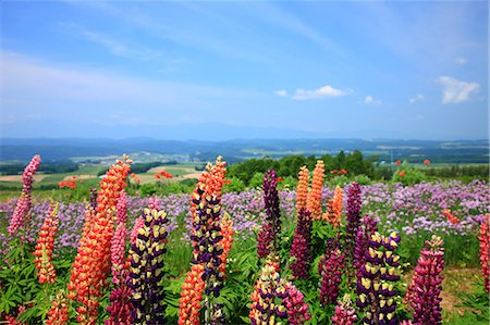 Lupins de fleurs et de prairies en arrière-plan à Furano, Hokkaido Photographie de stock - Premium Libres de Droits, Code: 622-06439362