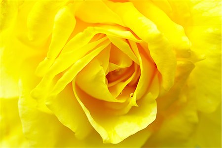 single rose - Close up of yellow rose Stock Photo - Premium Royalty-Free, Code: 622-06439598