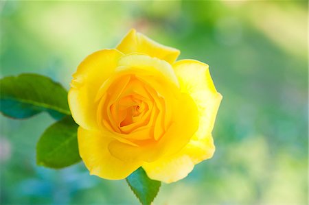 single rose - Close up of Graham Thomas yellow rose Stock Photo - Premium Royalty-Free, Code: 622-06439643