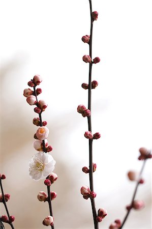 Close up of plum flowers and buds Stock Photo - Premium Royalty-Free, Code: 622-06439712