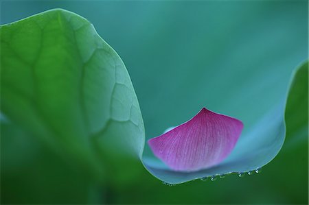 simsearch:859-07150407,k - Close up of Lotus flower Stock Photo - Premium Royalty-Free, Code: 622-06439728