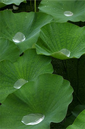 Close up of Lotus leaves Stock Photo - Premium Royalty-Free, Code: 622-06439729
