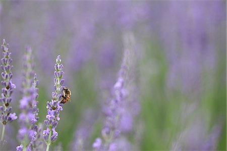 Close up of Lavender flowers and bee Stock Photo - Premium Royalty-Free, Code: 622-06439753