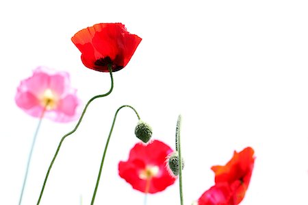 Close up of Poppy flowers and buds Stock Photo - Premium Royalty-Free, Code: 622-06439813