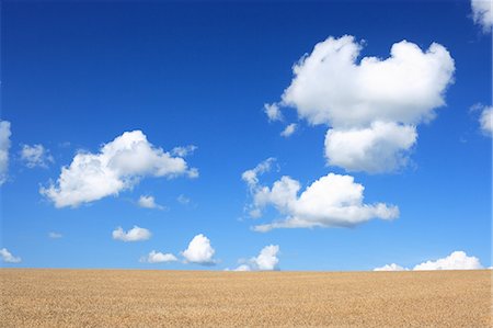 simsearch:622-06842402,k - Wheat field and blue sky with clouds, Hokkaido Foto de stock - Sin royalties Premium, Código: 622-06439843