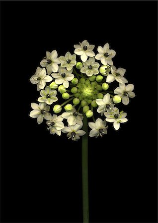 flower on black background - Ornithogalum flowers on black background Stock Photo - Premium Royalty-Free, Code: 622-06486675