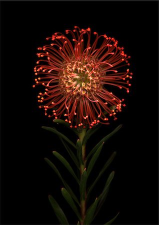 pincushion flower - Pincushion flower on black background Stock Photo - Premium Royalty-Free, Code: 622-06486699