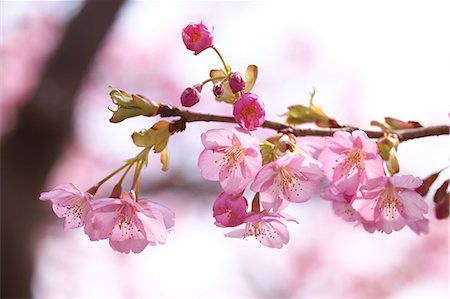 sakura - Cherry blossoms Photographie de stock - Premium Libres de Droits, Code: 622-06487261