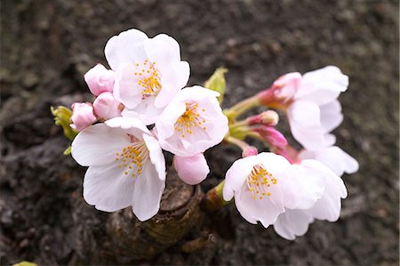 Cherry blossoms Stock Photo - Premium Royalty-Free, Code: 622-06487327