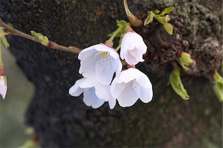 sakura - Cherry blossoms Photographie de stock - Premium Libres de Droits, Code: 622-06487338