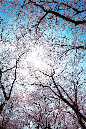 flower on tree light pink - Cherry blossoms and blue sky Stock Photo - Premium Royalty-Free, Code: 622-06487352