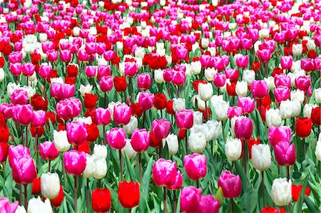 Tulip flowers, Ibaraki Prefecture Stock Photo - Premium Royalty-Free, Code: 622-06487396