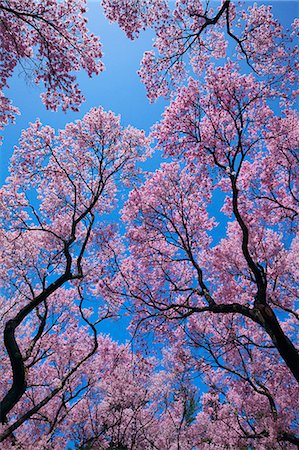 Cherry blossoms and blue sky Stock Photo - Premium Royalty-Free, Code: 622-06487391