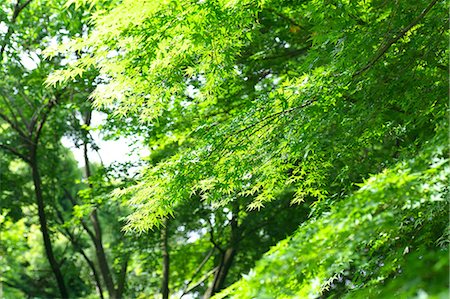 Trees and green leaves Stock Photo - Premium Royalty-Free, Code: 622-06487471