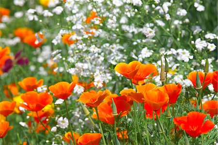 simsearch:622-06487475,k - Poppy flowers Stock Photo - Premium Royalty-Free, Code: 622-06487482