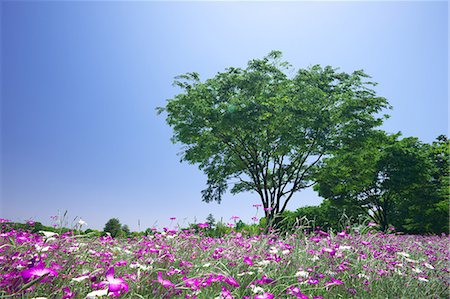 simsearch:622-06487475,k - Corncockle flower field and blue sky Stock Photo - Premium Royalty-Free, Code: 622-06487483