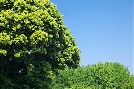 simsearch:622-07811053,k - Trees and blue sky Photographie de stock - Premium Libres de Droits, Code: 622-06487508