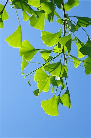 Ginkgo green leaves and blue sky Stock Photo - Premium Royalty-Free, Code: 622-06487514