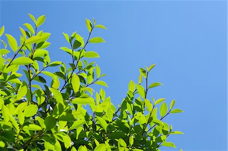 simsearch:622-06487475,k - Green leaves and blue sky Stock Photo - Premium Royalty-Free, Code: 622-06487516