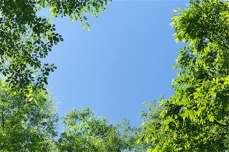 simsearch:622-07811053,k - Green leaves and blue sky Photographie de stock - Premium Libres de Droits, Code: 622-06487517