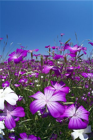 simsearch:622-06487475,k - Corncockle flowers and blue sky Stock Photo - Premium Royalty-Free, Code: 622-06487512