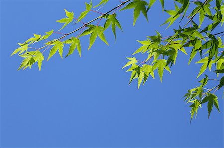 simsearch:622-06487475,k - Maple green leaves and blue sky Stock Photo - Premium Royalty-Free, Code: 622-06487513