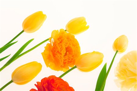 ranunculus sp - Tulips and Ranunculus flowers Stock Photo - Premium Royalty-Free, Code: 622-06487568