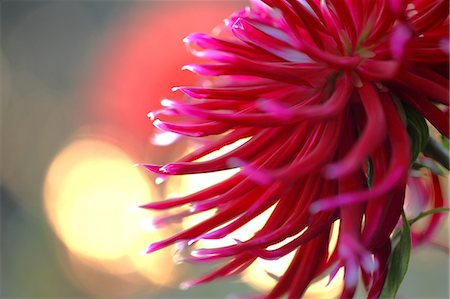 simsearch:622-06487695,k - Dahlia Stock Photo - Premium Royalty-Free, Code: 622-06487668