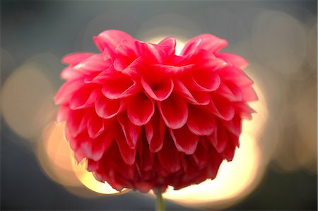 simsearch:622-06487695,k - Dahlia Stock Photo - Premium Royalty-Free, Code: 622-06487669