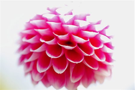 simsearch:622-06487695,k - Dahlia Stock Photo - Premium Royalty-Free, Code: 622-06487663