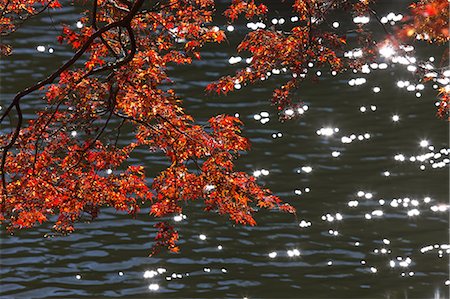 Maple leaves at Kitako Lake, Saitama Prefecture Stock Photo - Premium Royalty-Free, Code: 622-06548802